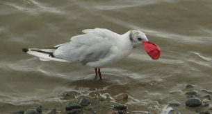 balloongull